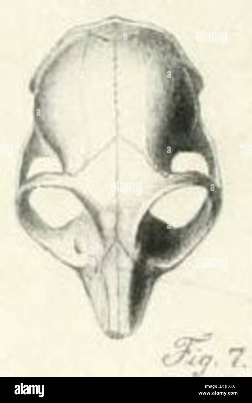 Crâne Microcebus murinus mâle 3 Foto Stock