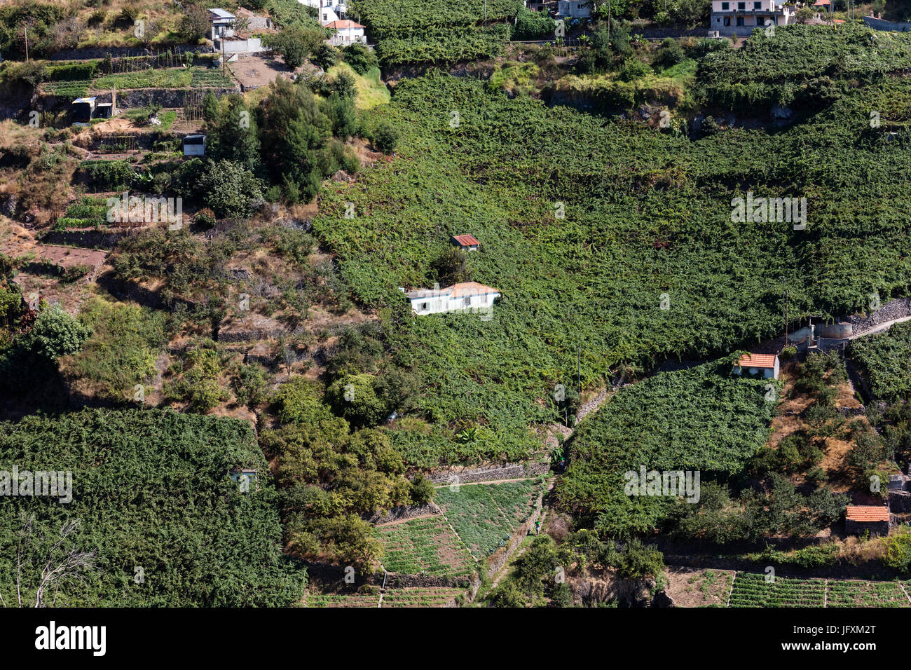 Agricoltura e paesaggi dell'isola di Madeira. Vista la terrazzato e terreni coltivati Foto Stock