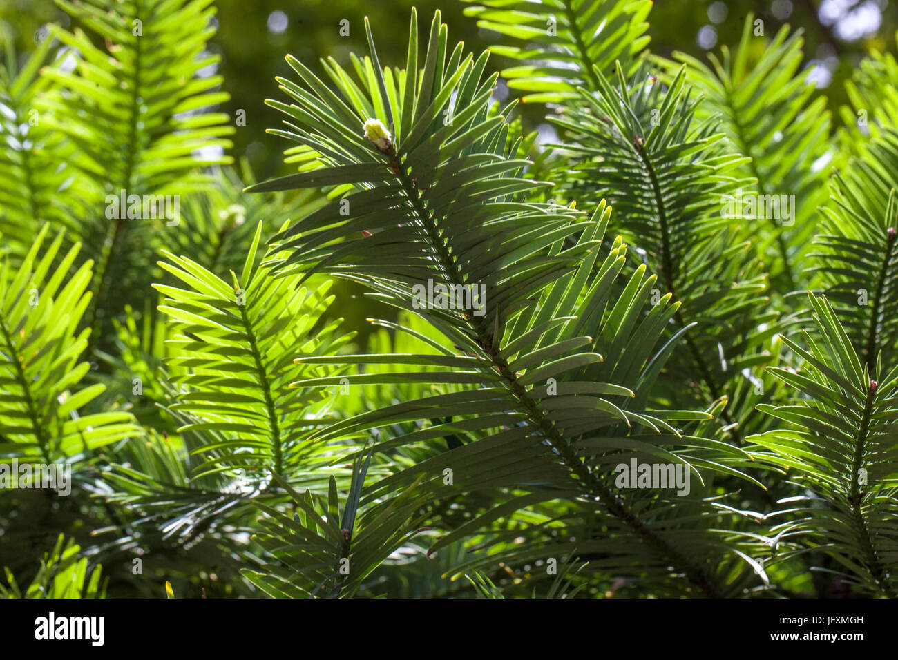 Wollemi Pine Fossil, Wollemia nobilis conifer Tree Needles Foto Stock
