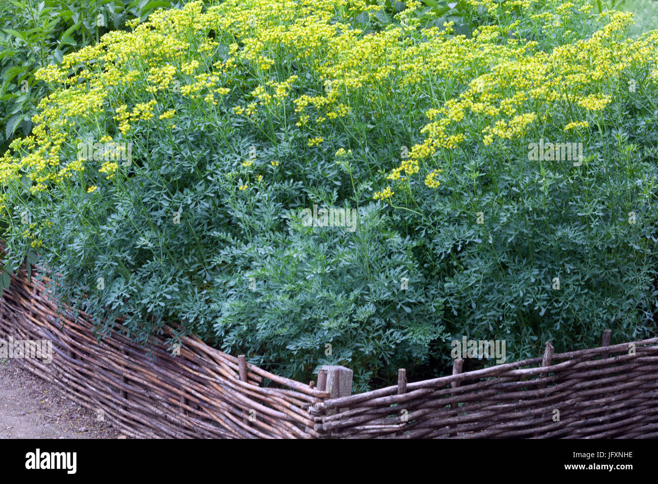 Ruta graveolens nel giardino di erbe con recinto in vimini Foto Stock