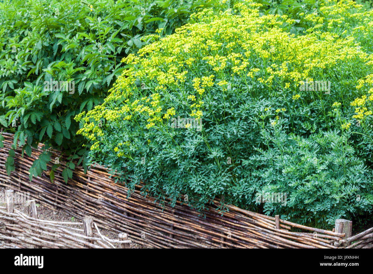 Ruta Graveolens in giardino di erbe con letto rialzato in vimini coltivano erbe da giardino Foto Stock