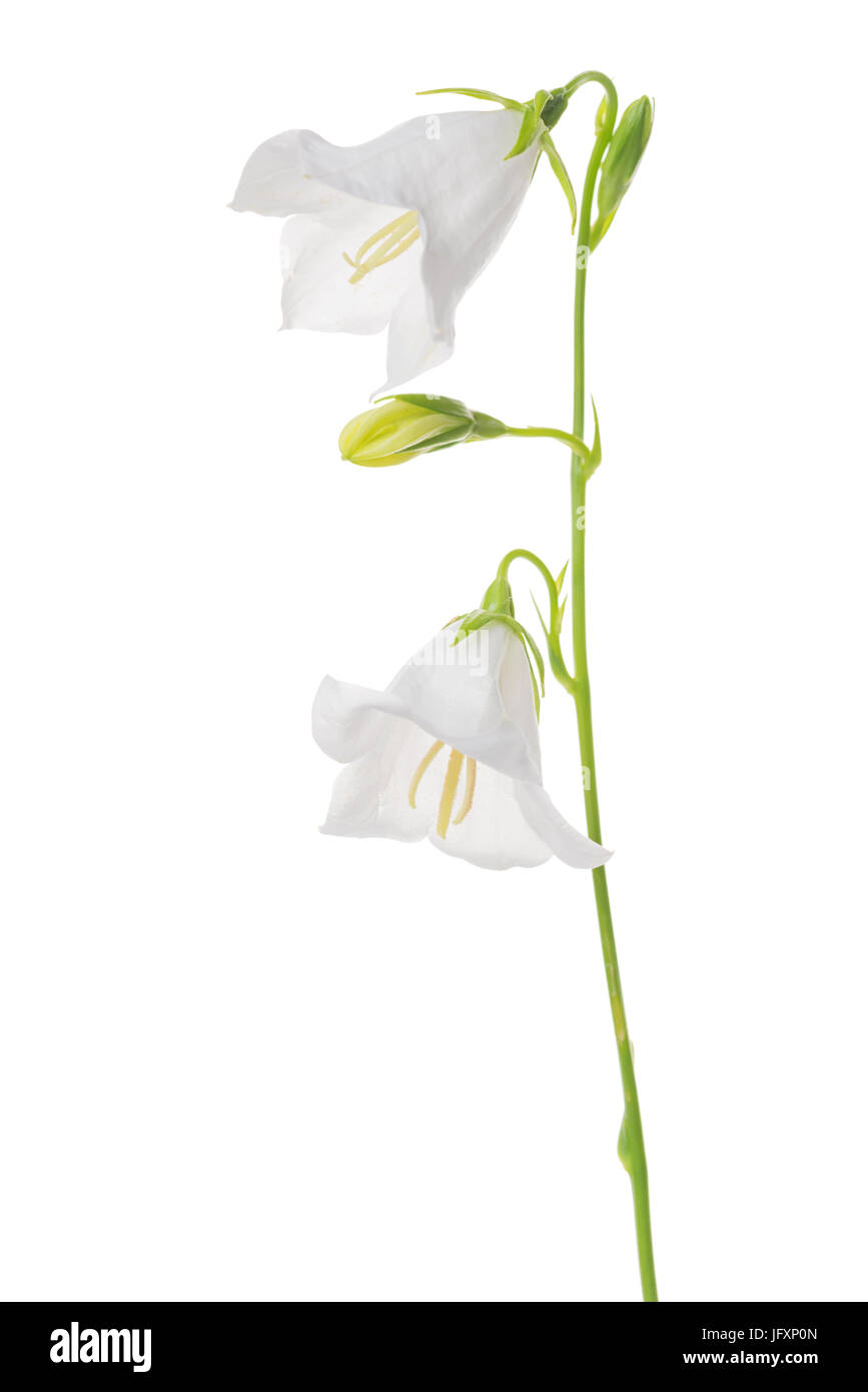 Splendida fioritura bell fiore isolato su sfondo bianco, close up Foto Stock