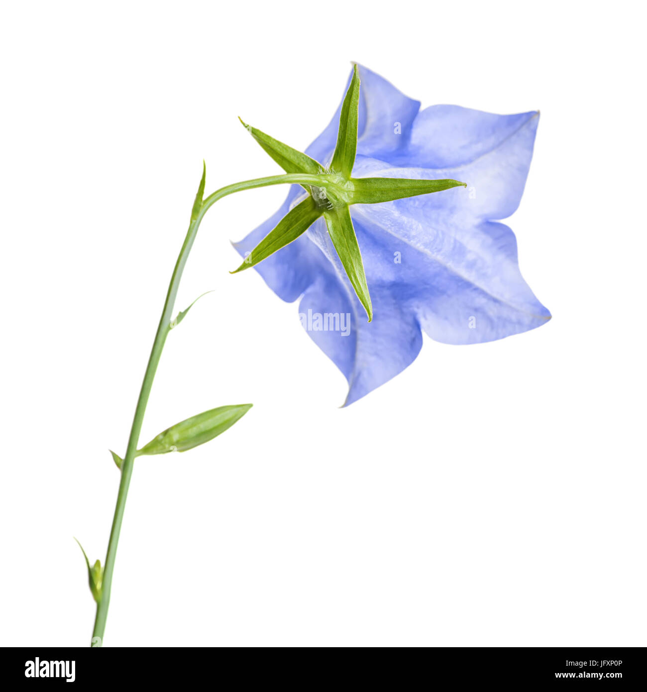 Single bluebell flower la schiena girata isolati su sfondo bianco, close up Foto Stock