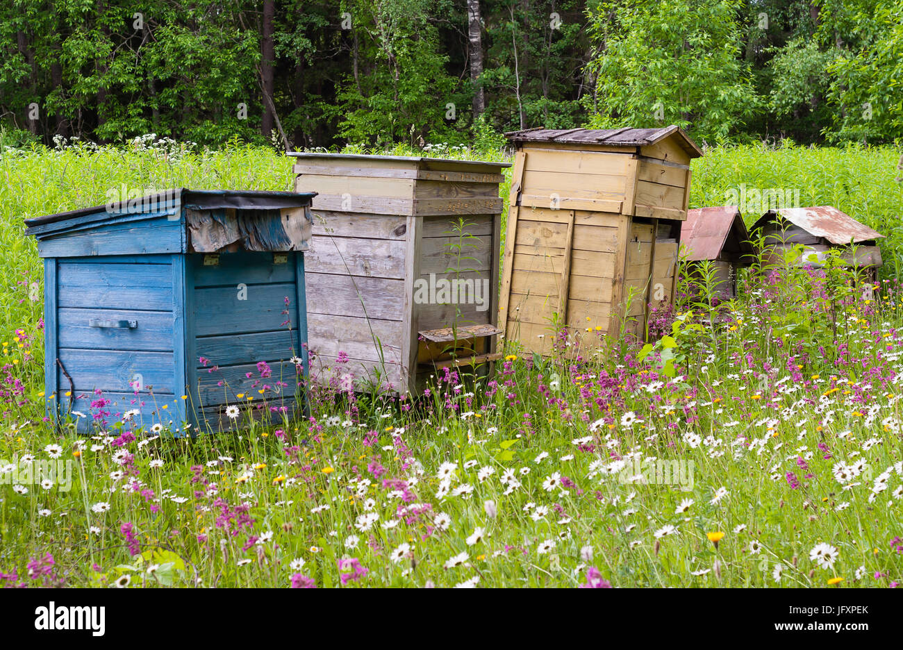 Vecchio legno vintage multi-colore di alveari di api su un vecchio apiario fra prato erbe e fiori, produzione di miele e propoli e polline Foto Stock