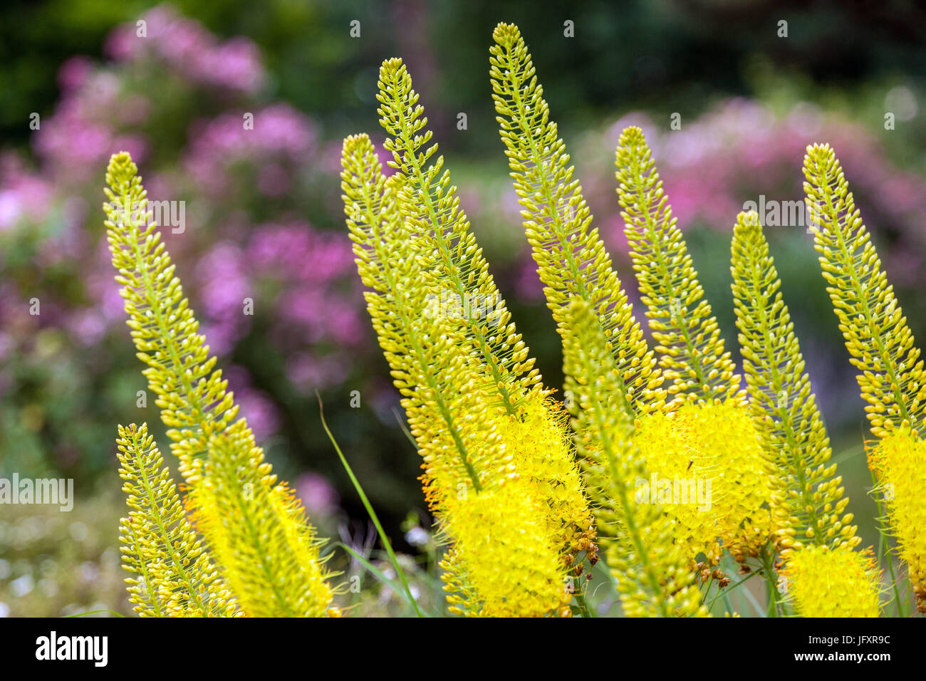 Eremurus stenophyllus 'Bungei' Estate, Giardino, fiori, gigli di coda di fossa, candele del deserto, Yellow, Melliferous, Plant Foto Stock