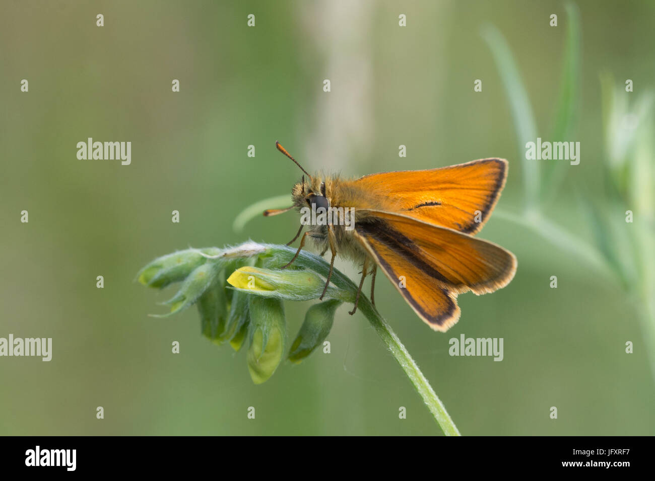 Close-up di piccoli skipper butterfly (Thymelicus sylvestris) Foto Stock