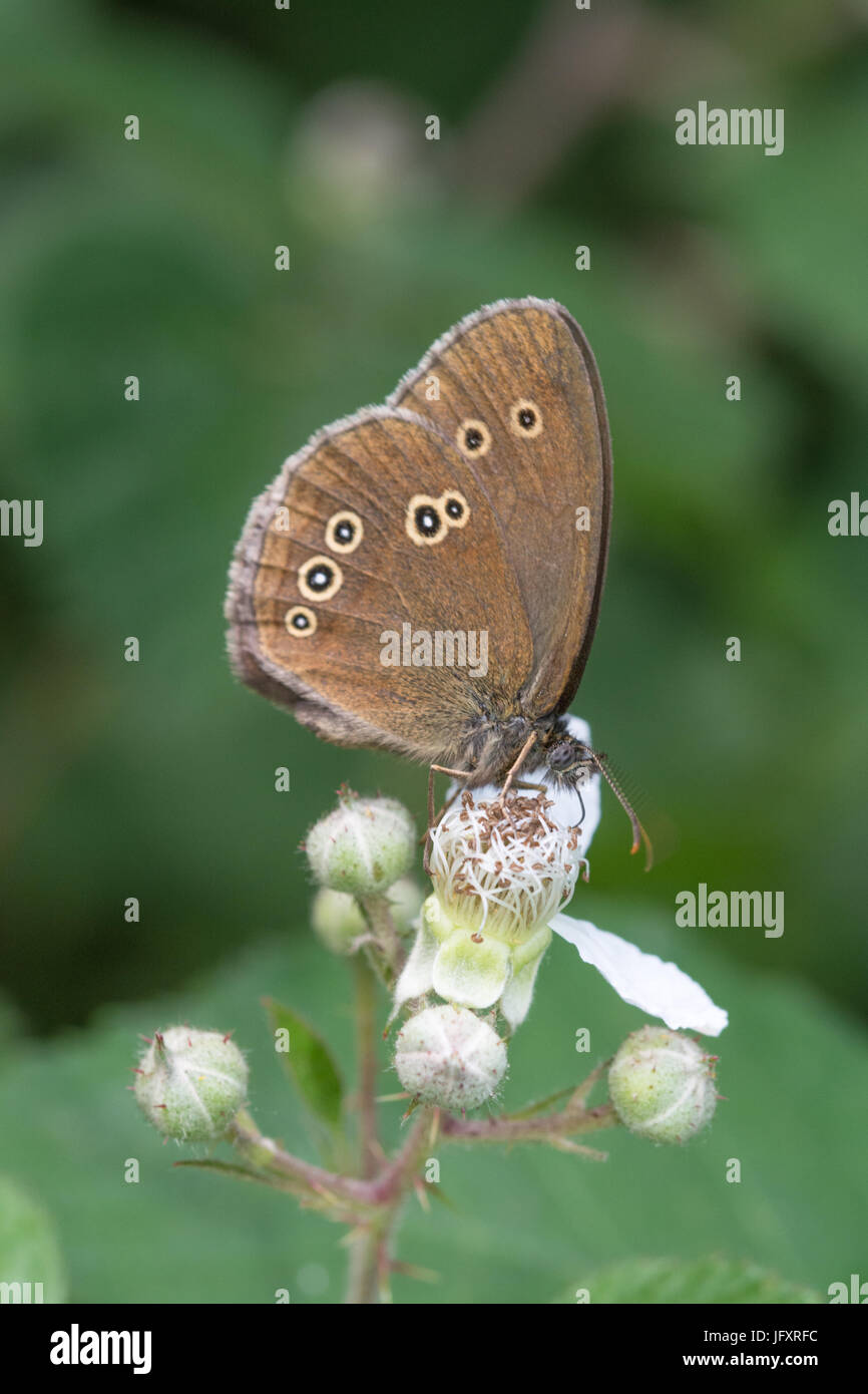 Close-up di ringlet butterfly (Aphantopus hyperantus) in Hampshire, Regno Unito Foto Stock
