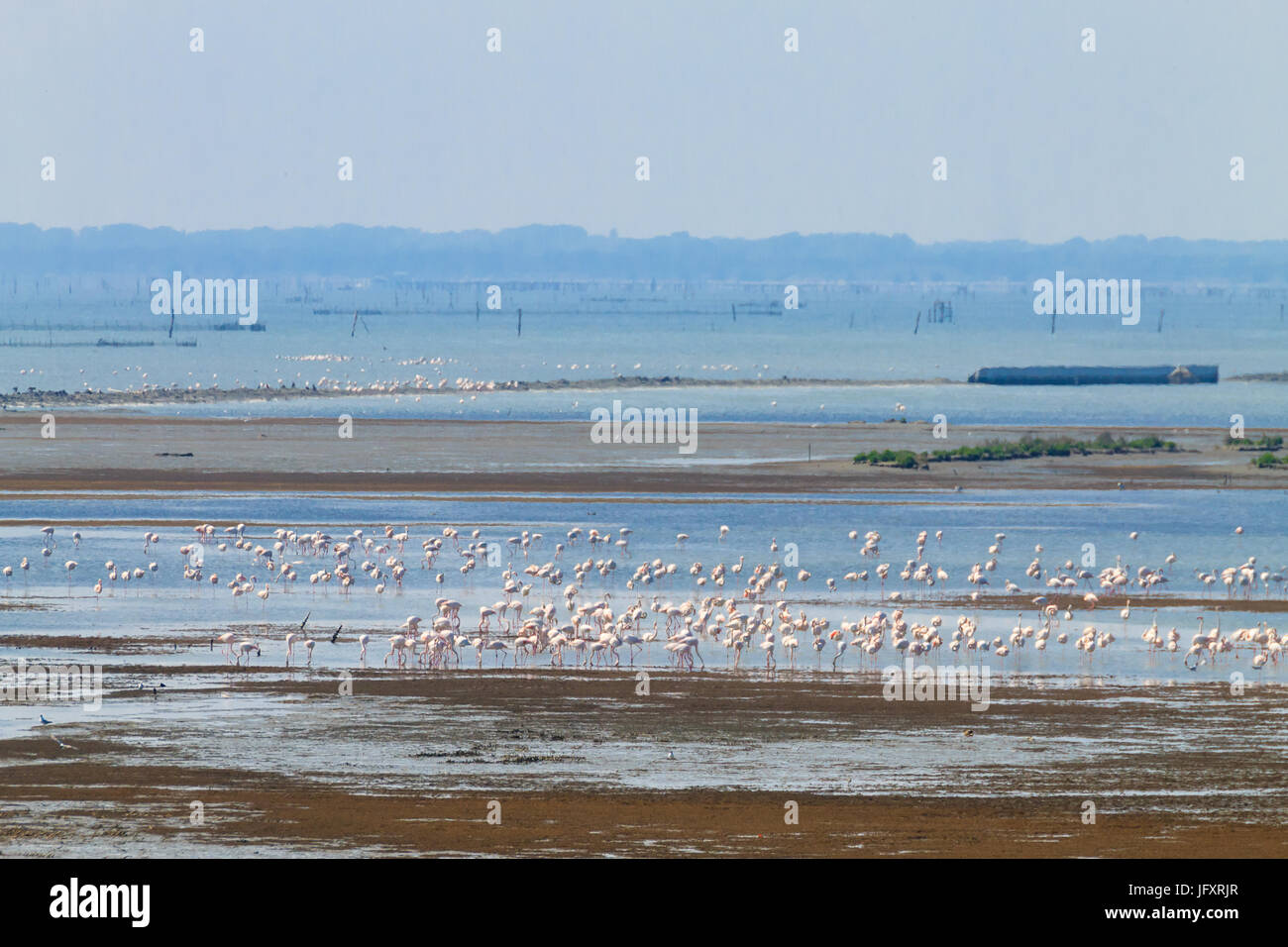 Stormo di fenicotteri rosa da "delta del po' laguna, Italia. natura panorama Foto Stock