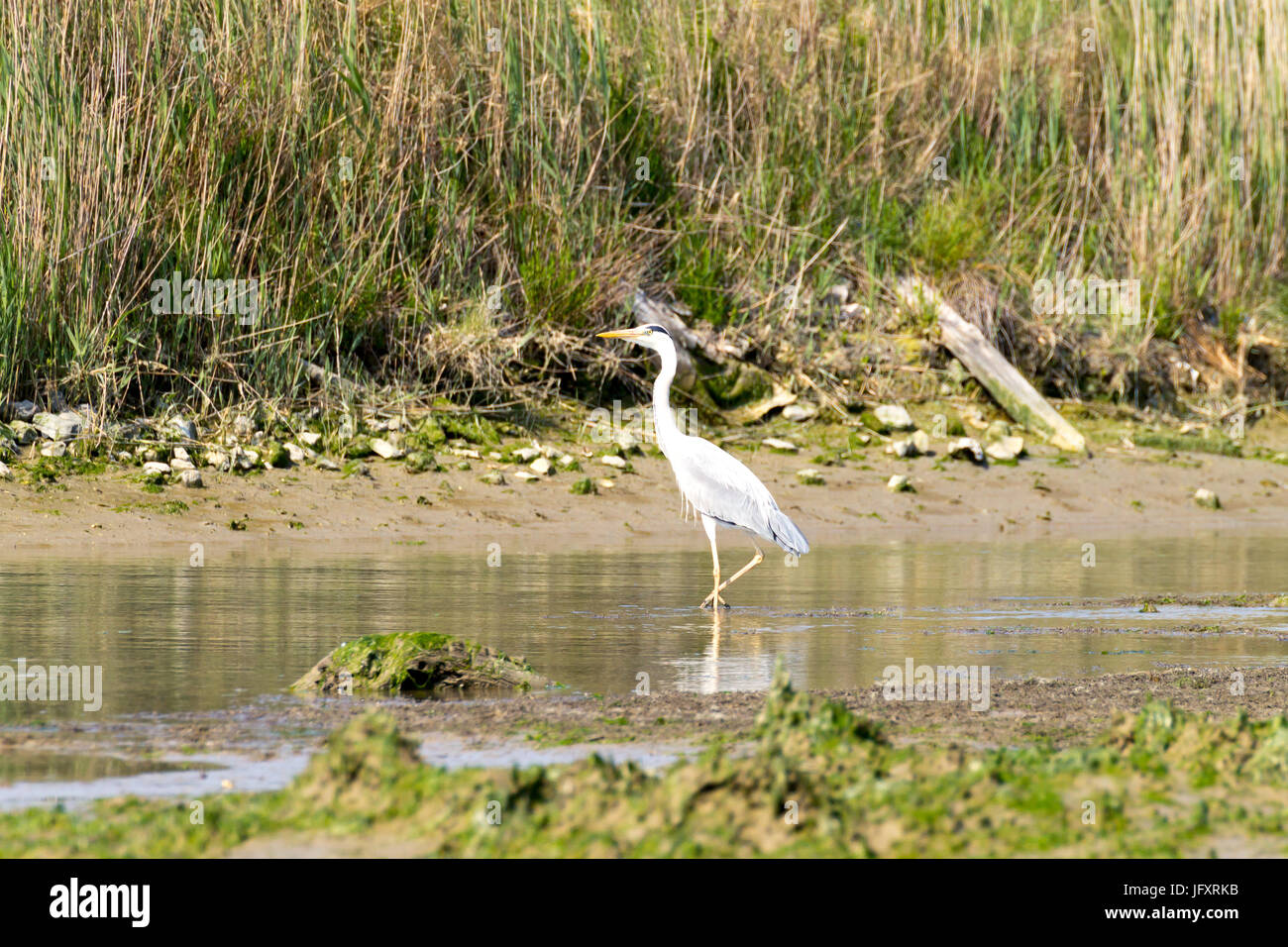 Airone cenerino all'interno di fiume Po laguna, paesaggio italiano. Natura Foto Stock