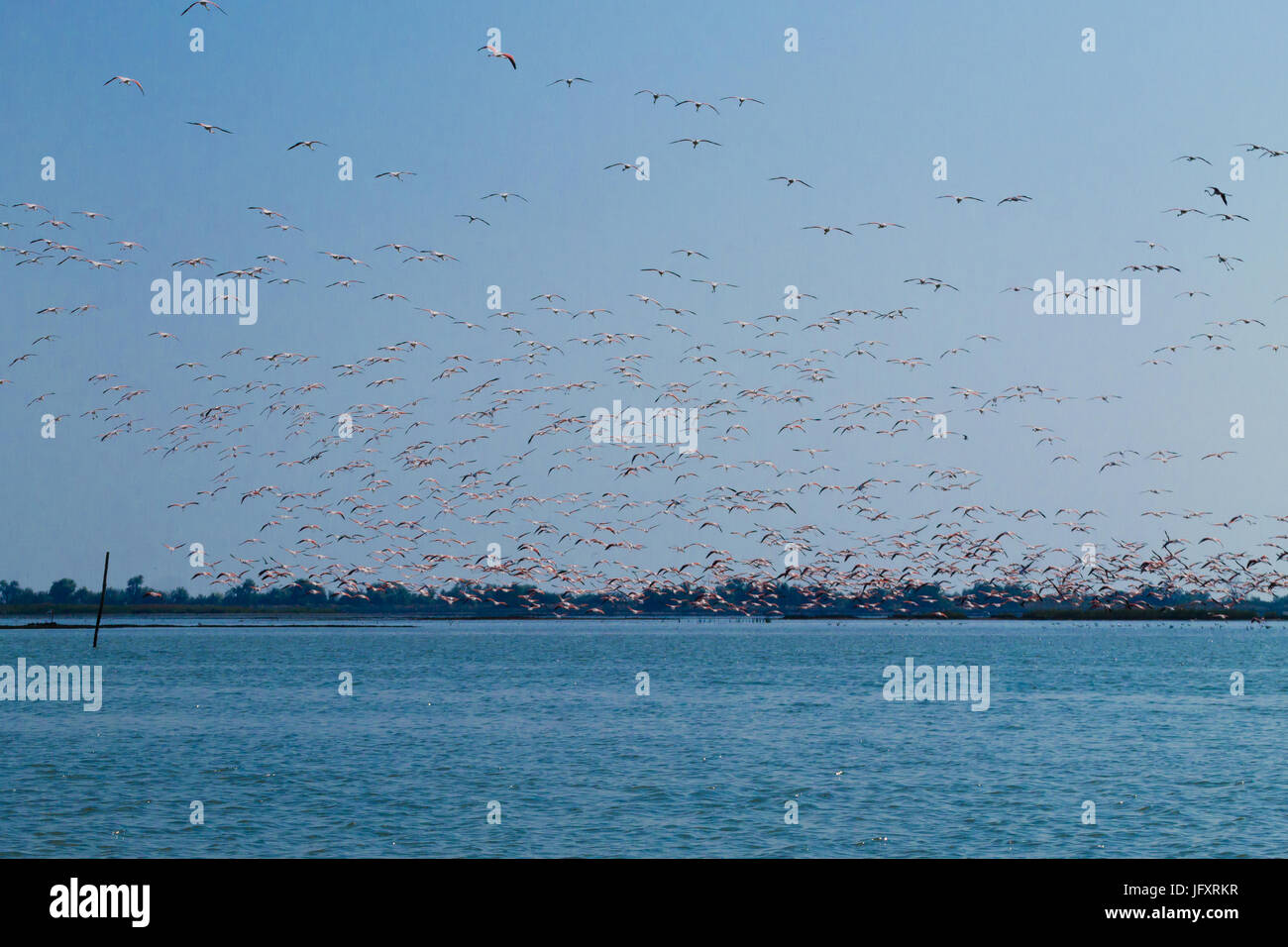 Stormo di fenicotteri rosa da "delta del po' laguna, Italia. natura panorama Foto Stock