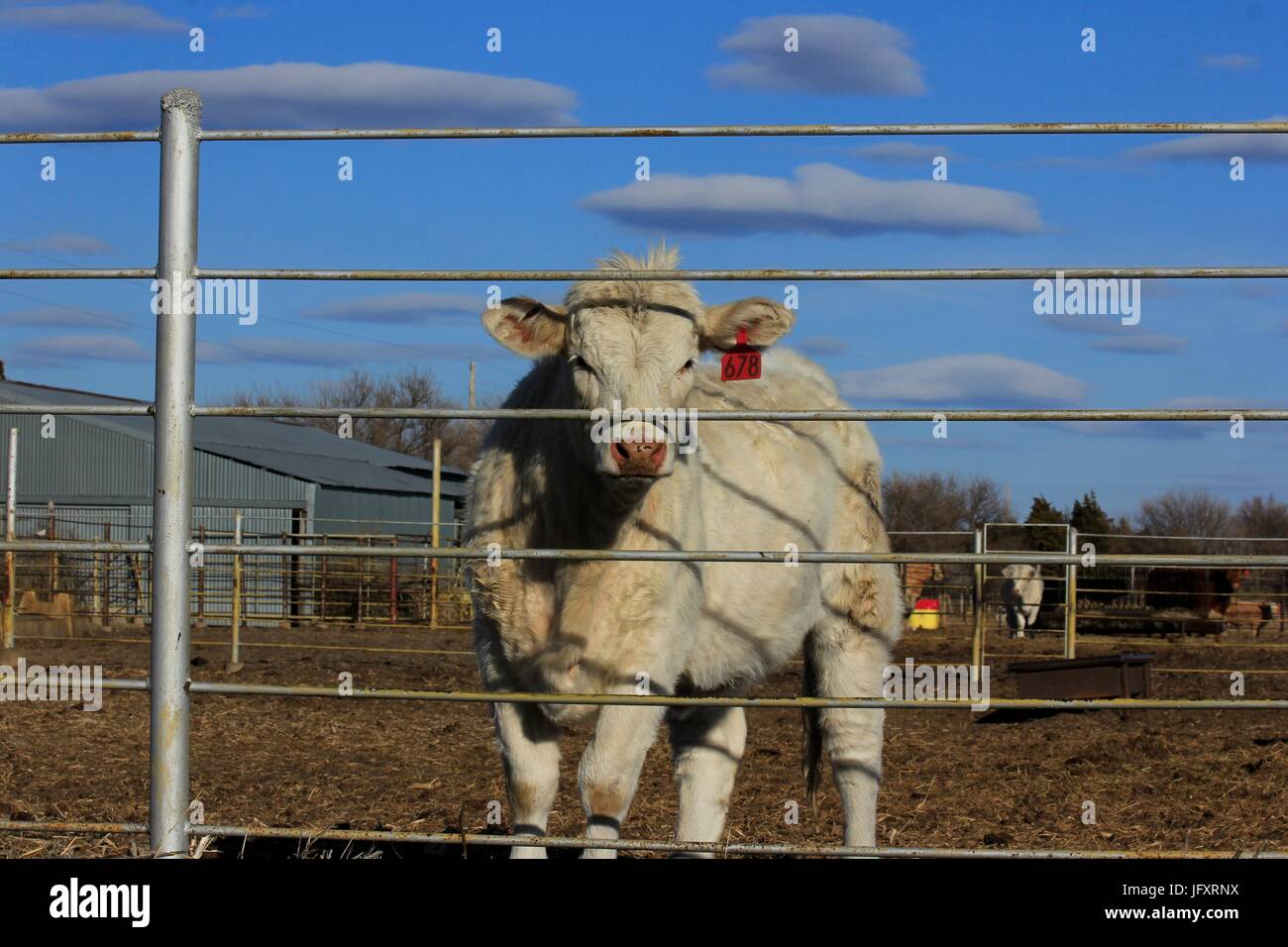 Vitello bianco in un recintato nel recinto in Kansas. Foto Stock