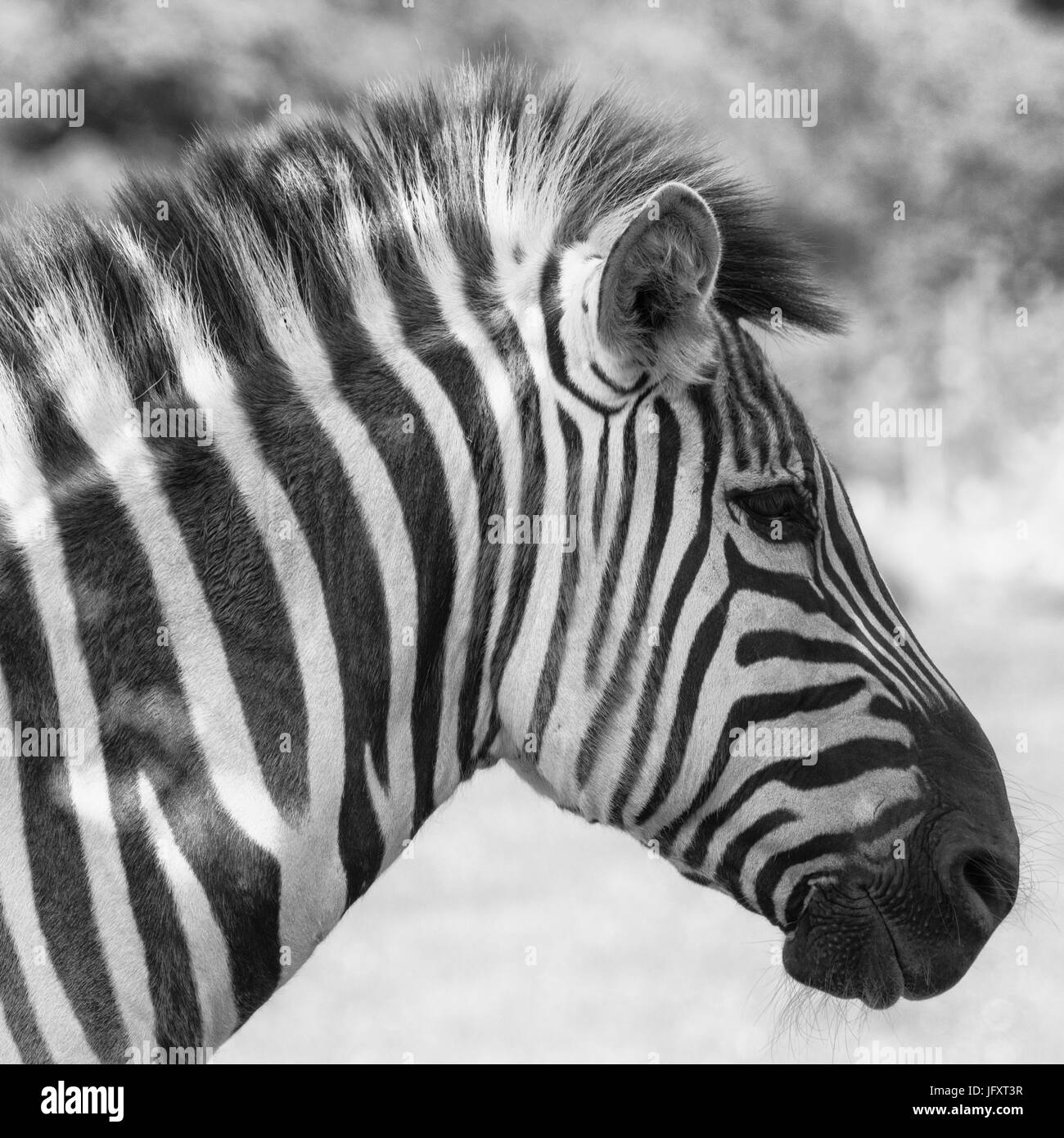 Zebra di Grevy Foto Stock