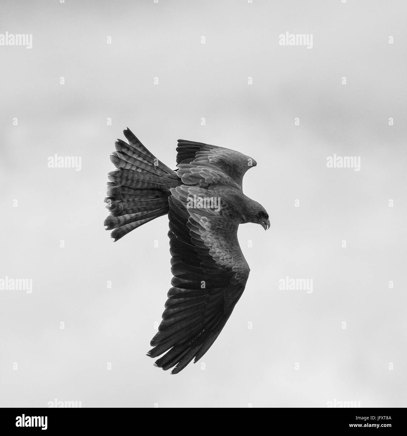 Giallo-fatturati Kite Foto Stock