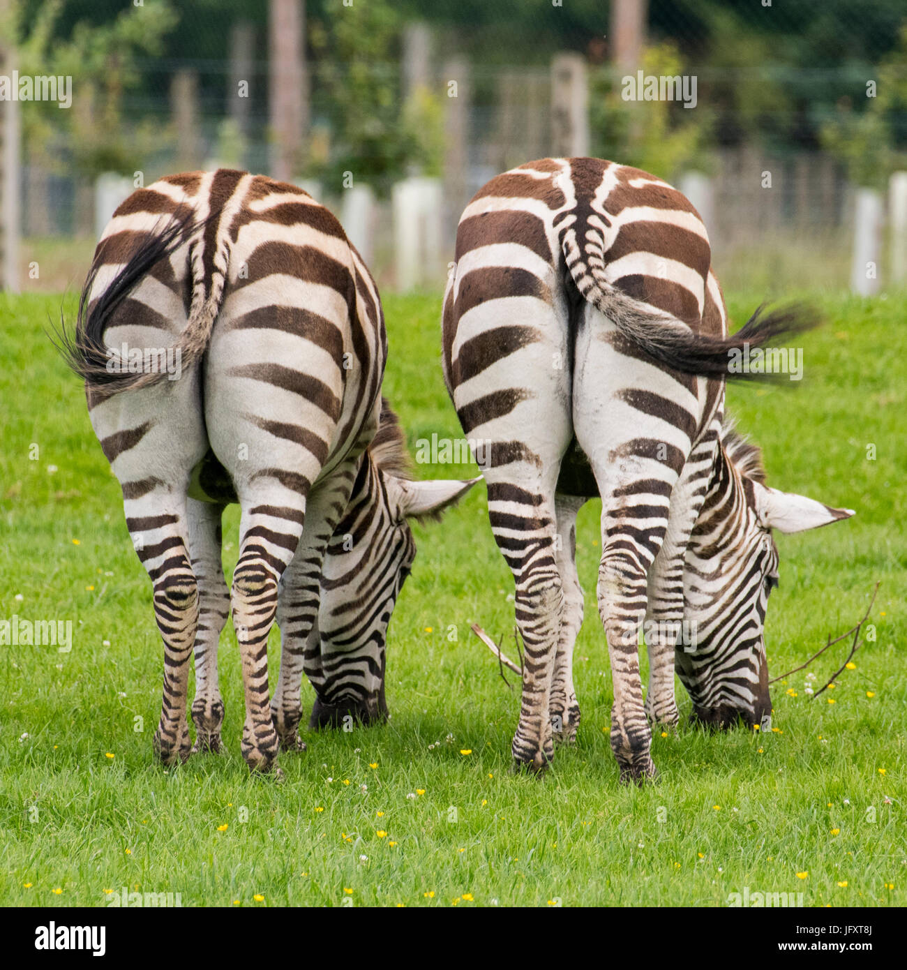 Zebra di Grevy Foto Stock