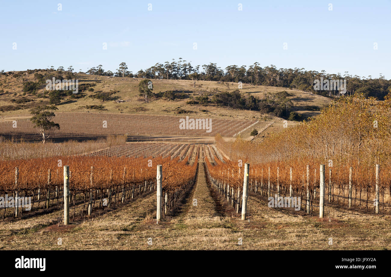 Angolo diavoli vigneto in Tasmania, vigne e balle di fieno in primo piano con viste a Sherbourne Bay Foto Stock