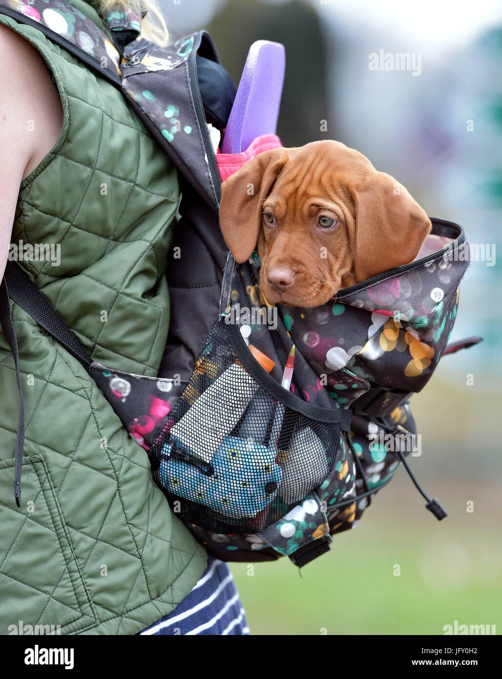 © Sandy giovane fotografia 07970 268944 29 gioco scozzese Fair foto di Paula Thornily forma Penrith con lei 8 settimane vecchio ungherese Vizela cablata. E: sandyyoungphotography@gmail.com W: www.scottishphotographer.com Foto Stock