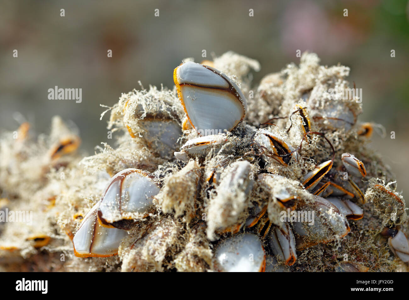 Barnacles dell'oca Foto Stock