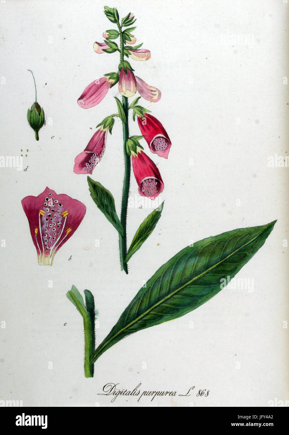 Digitalis purpurea Flora Batava Volume v11 Foto Stock