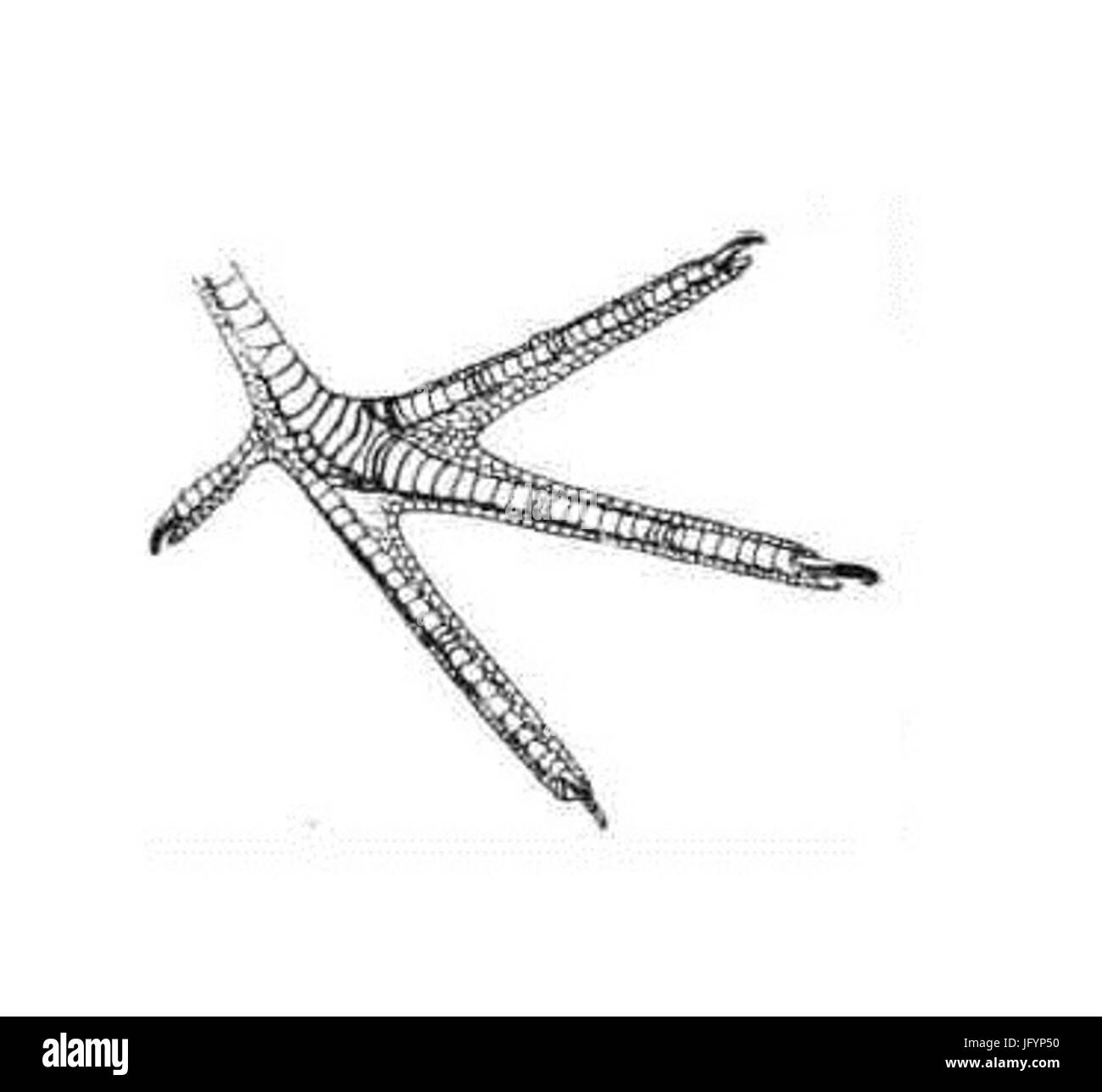 Piedi del genere Tringa 28Anton Reichenow 191329 Foto Stock