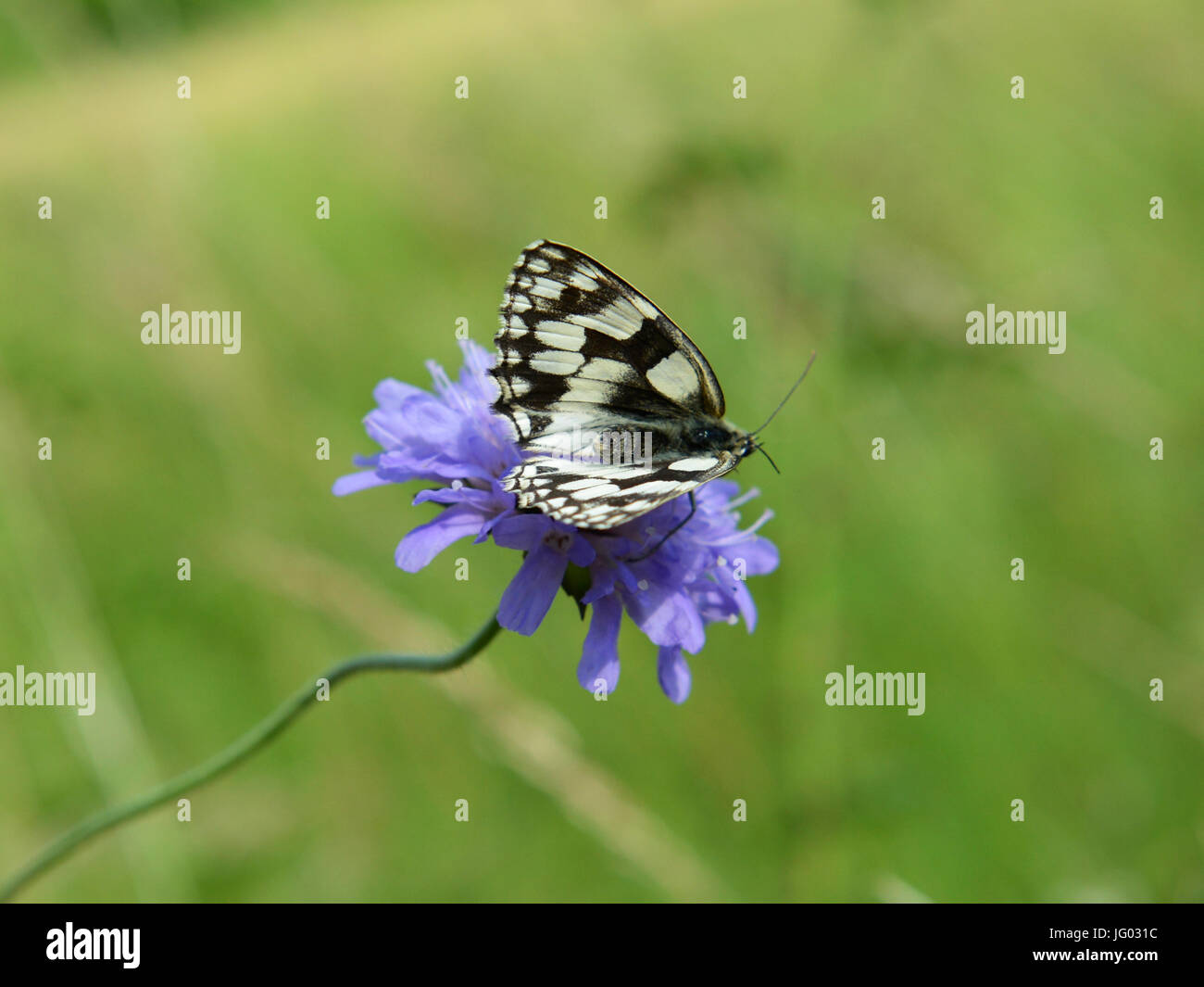 Colley Hill, Surrey, Regno Unito. 2 Luglio, 2017. Regno Unito Meteo: Farfalle sui Colley Hill, Surrey. Un Melanargia galathea in marmo bianco feed di farfalla sul campo Scabious fiori in un prato sulle pendici del North Downs a Colley Hill, Surrey. Domenica 2 luglio 2017. Foto: ©Lindsay Constable / Alamy Live News Foto Stock