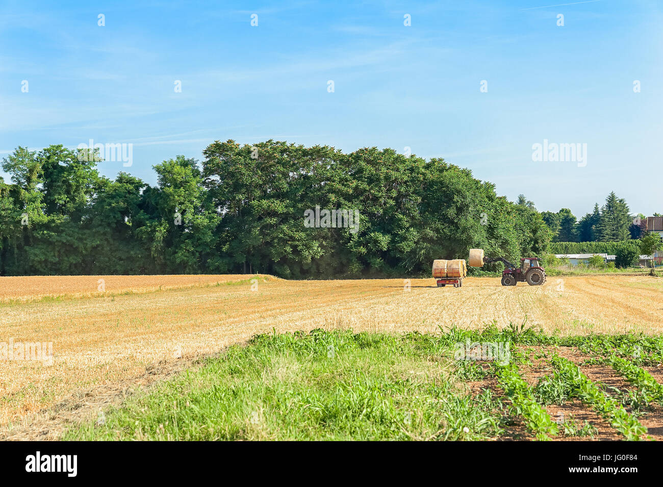 Il trattore e il rimorchio con balle di fieno nel paesaggio rurale Foto Stock