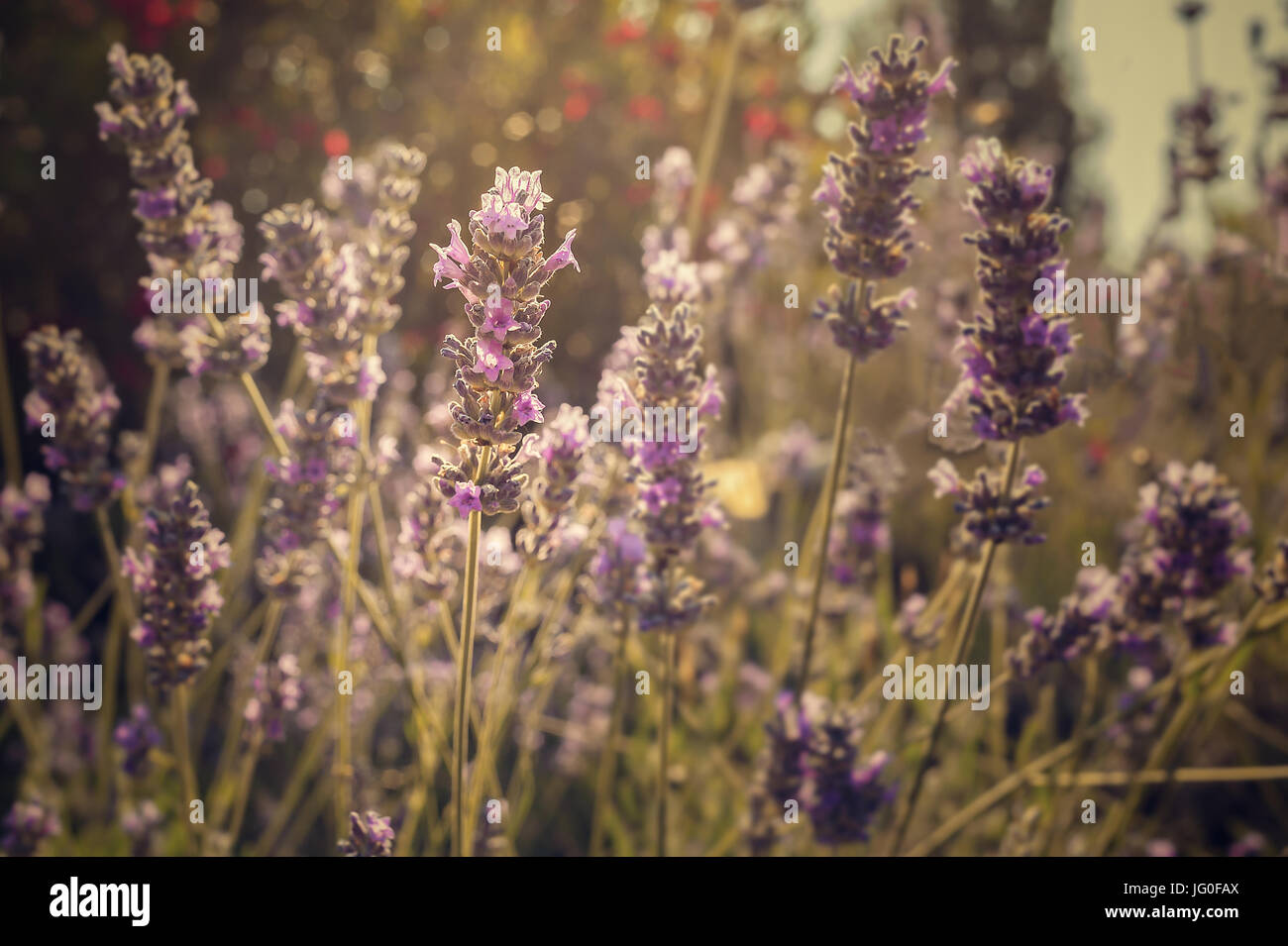 Primo piano immagine di fiori di lavanda in campo nella giornata di sole Foto Stock