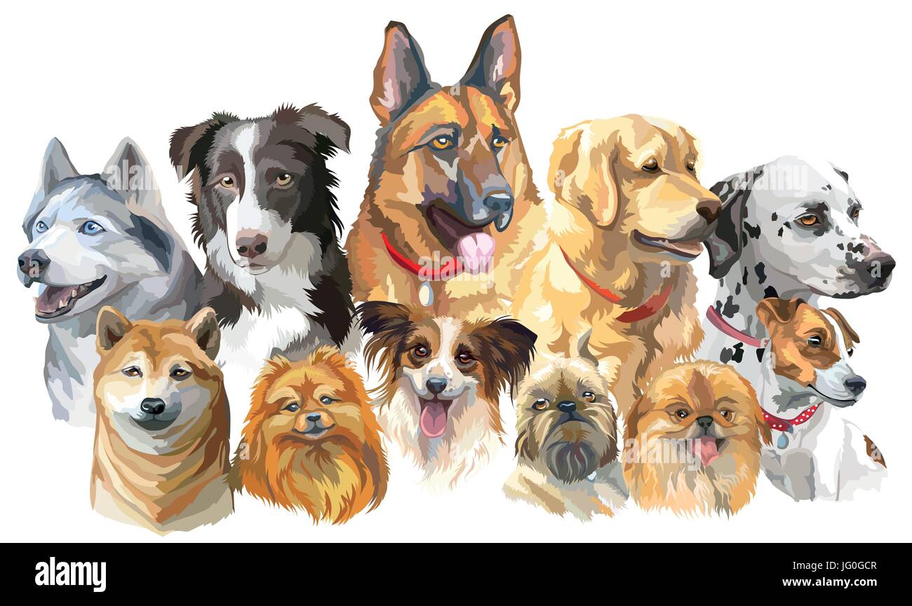 Set di vettore colorati ritratti di razze di cani (siberian husky, border-collie; pastore tedesco; Shiba Inu; golden retriever; Dalmazia, Jack Russel te Illustrazione Vettoriale