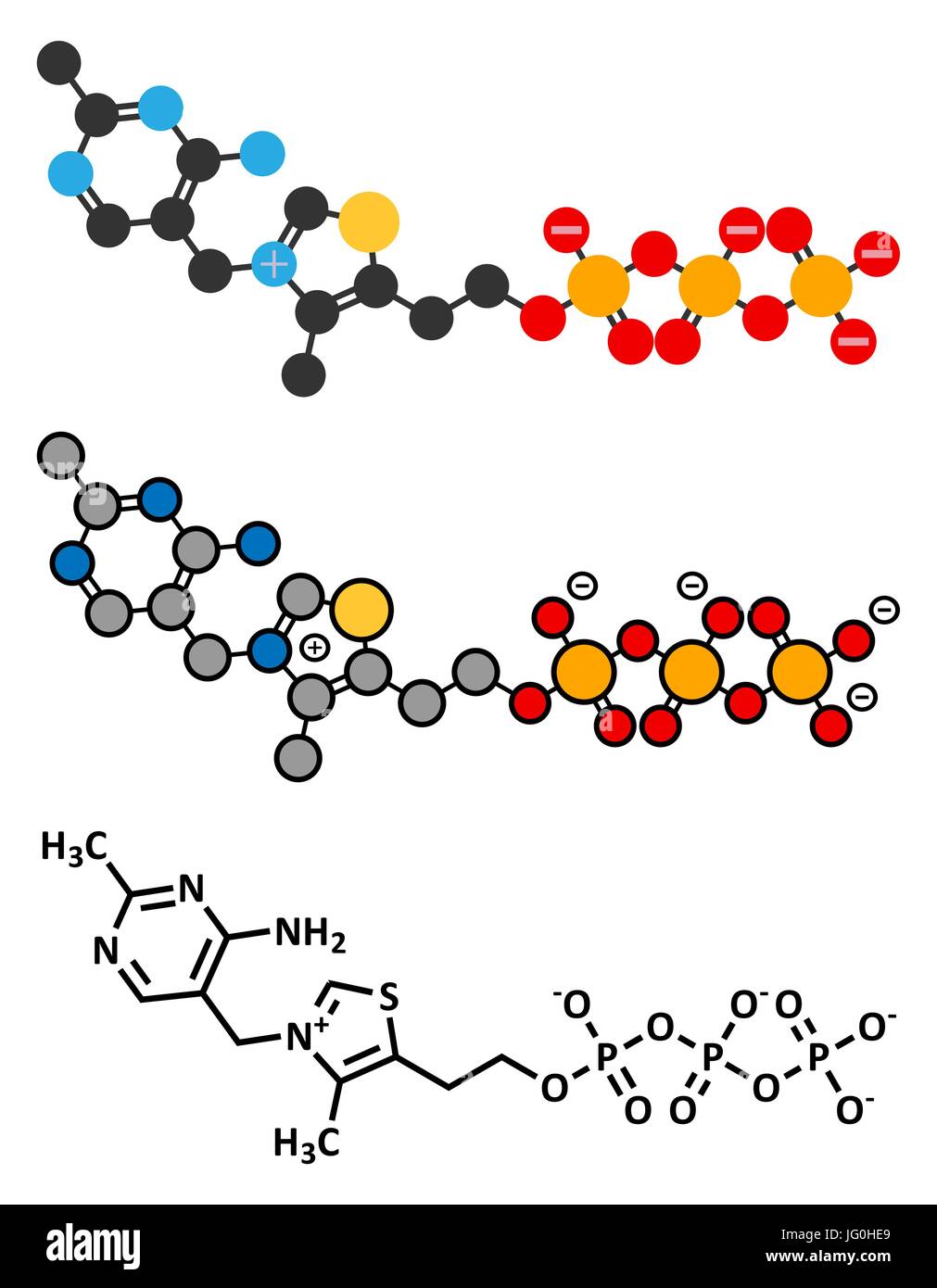 Tiamina trifosfato molecola. Tradizionale formula scheletrico e stilizzate rappresentazioni. Illustrazione Vettoriale