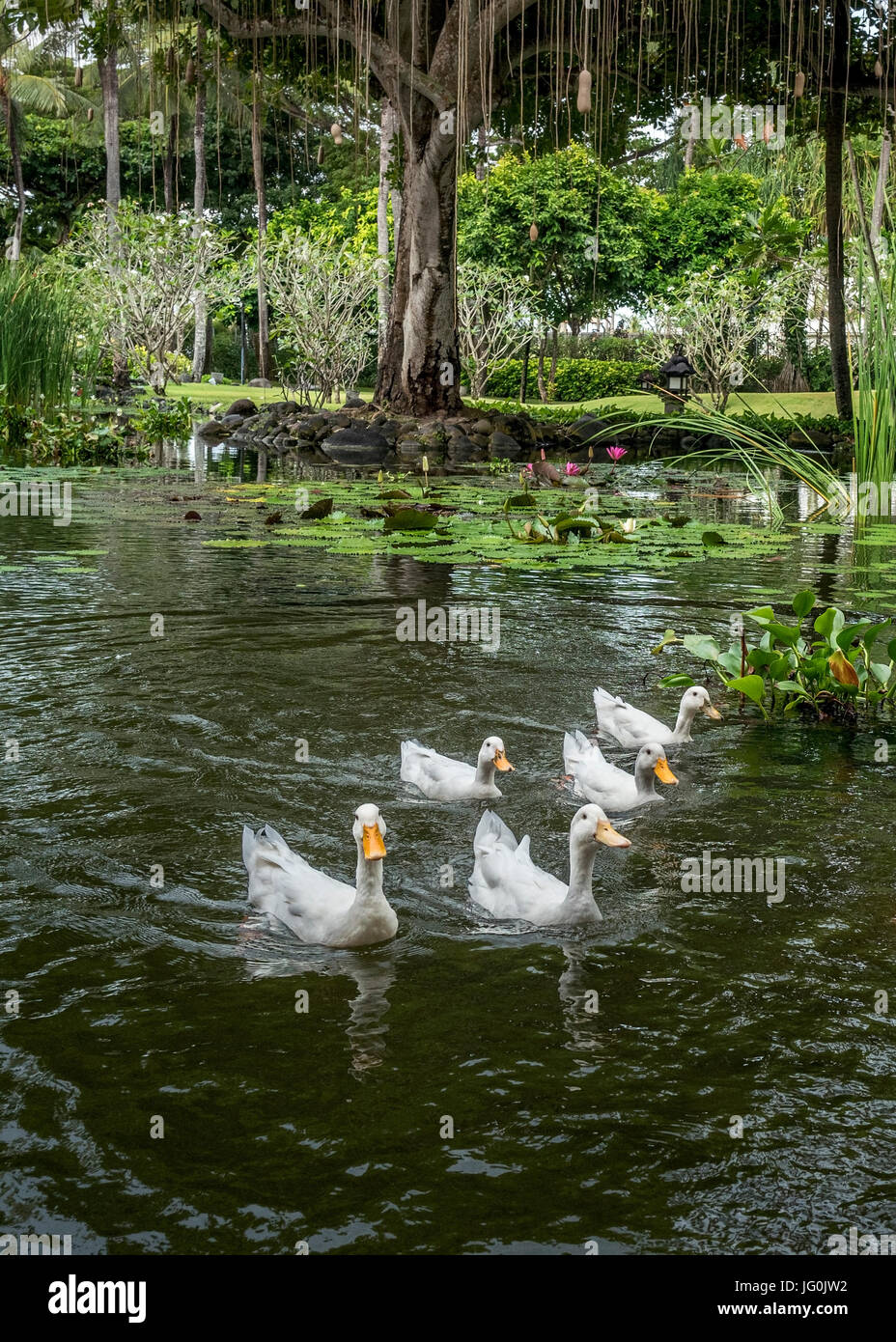 Anatre al laghetto in giardino Foto stock - Alamy