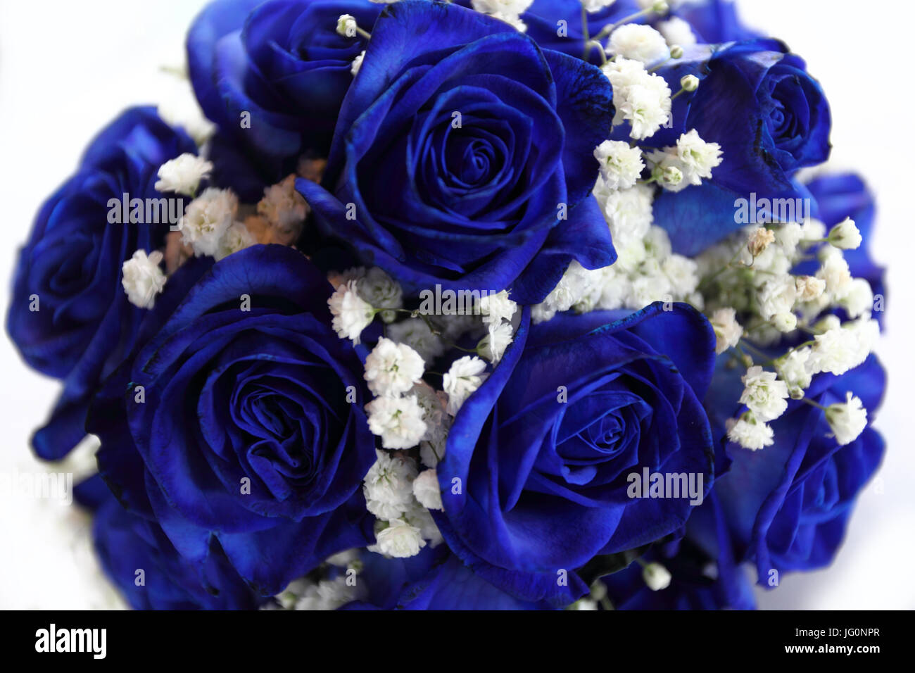 Bouquet di rose blu su sfondo bianco Foto stock - Alamy