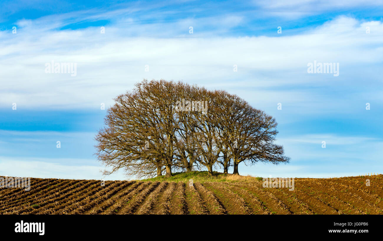 Arboles al atardecer / Tramonto alberi Foto Stock