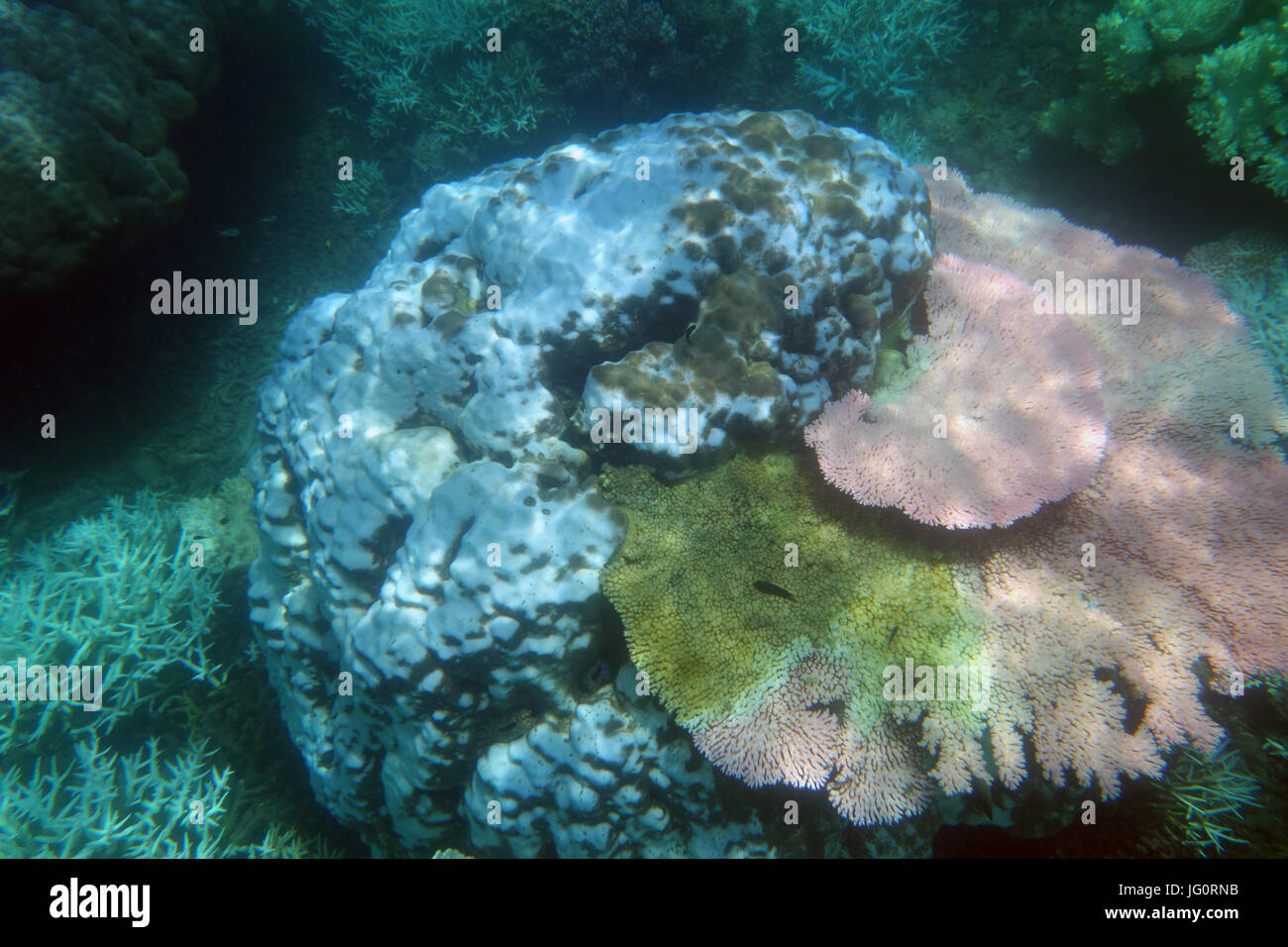 Malsana Coral reef con molti diversi tipi e stadi di bianchita di fluorescenza, e morendo coralli, della Grande Barriera Corallina, Queensland, Australia, Marzo Foto Stock