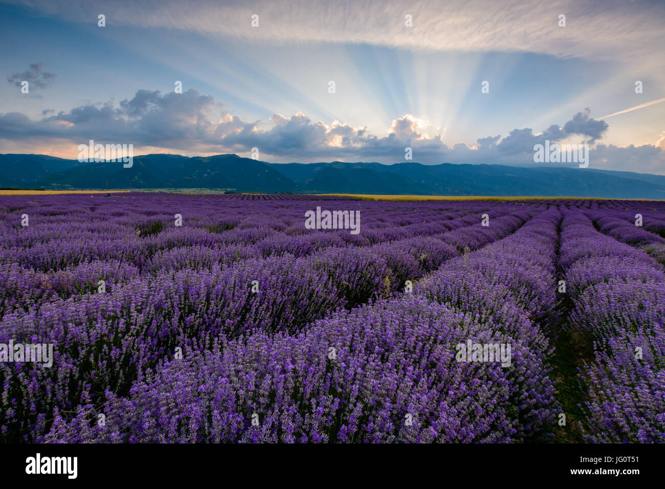 Campo di lavanda Shot presso sunrise con brillanti raggi di luce proveniente dalle nubi. Girato in Karlovo, Bulgaria Foto Stock