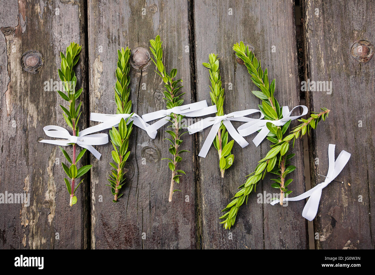 Matrimonio Myrtle Foto Stock