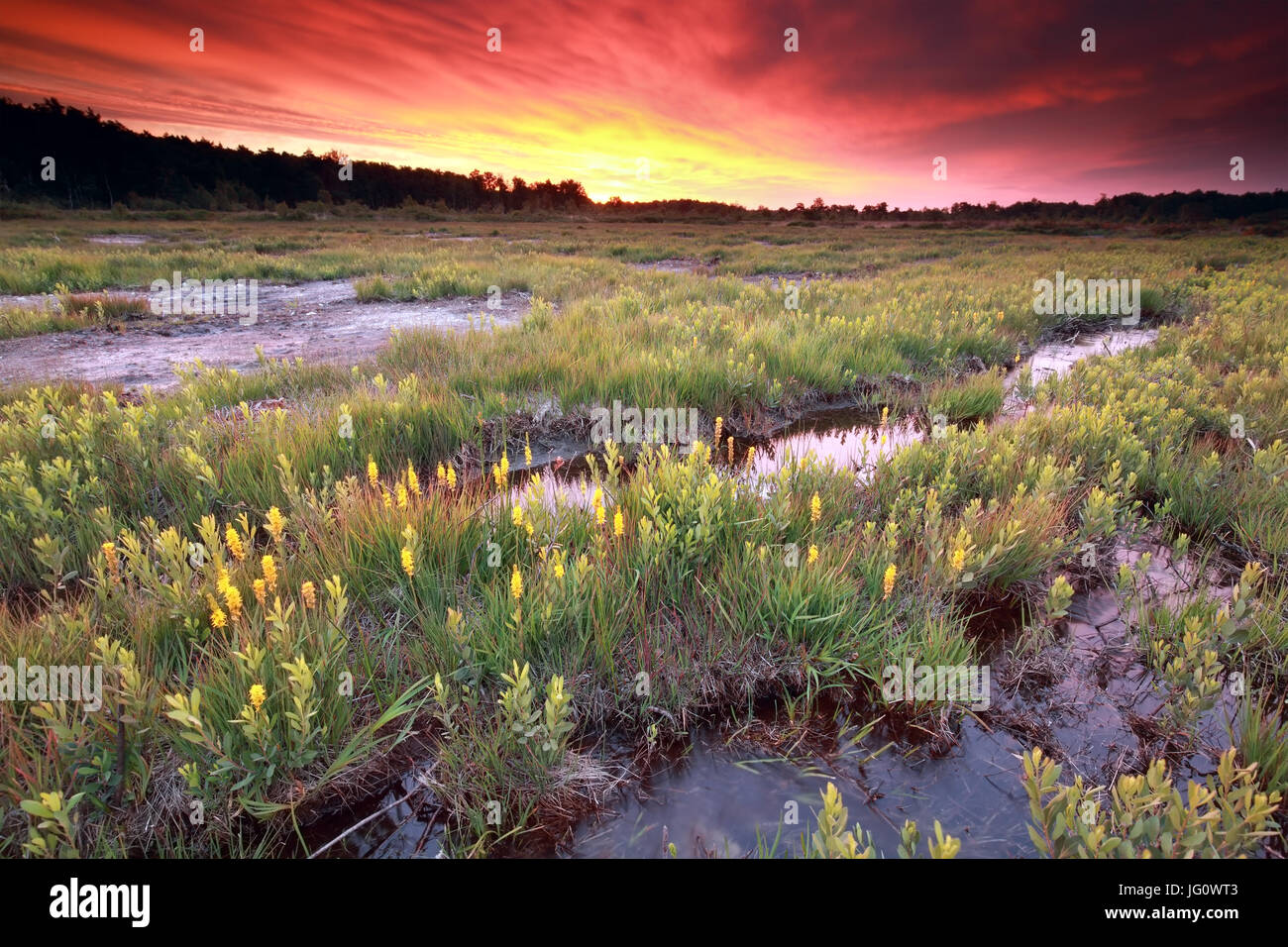 Viola drammatico tramonto su brughiera con bog asphodel fiori Foto Stock