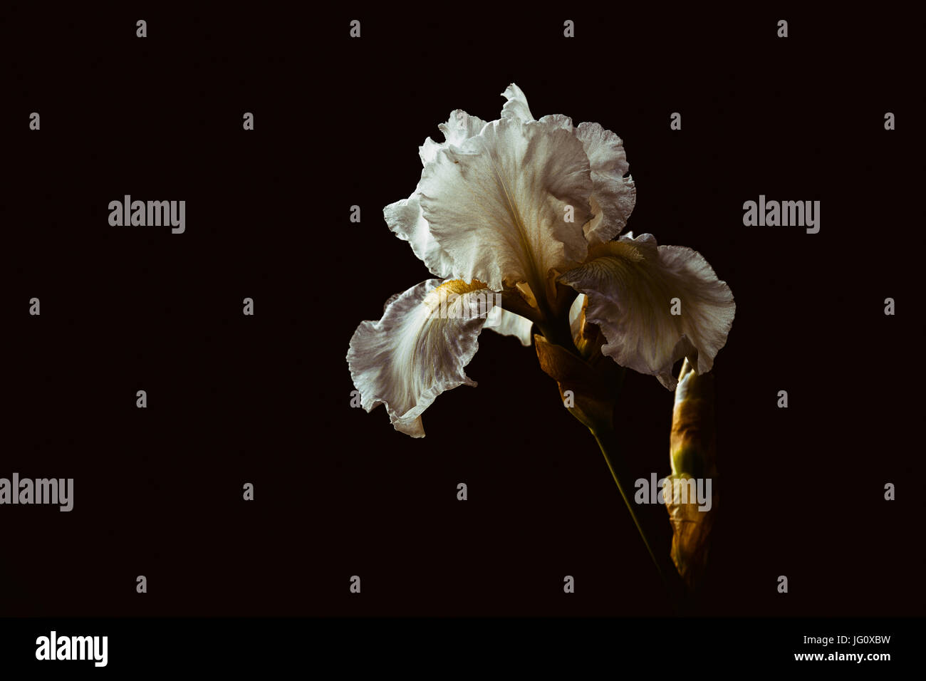 Glorioso bianco Iris barbuto in piena fioritura. Foto Stock