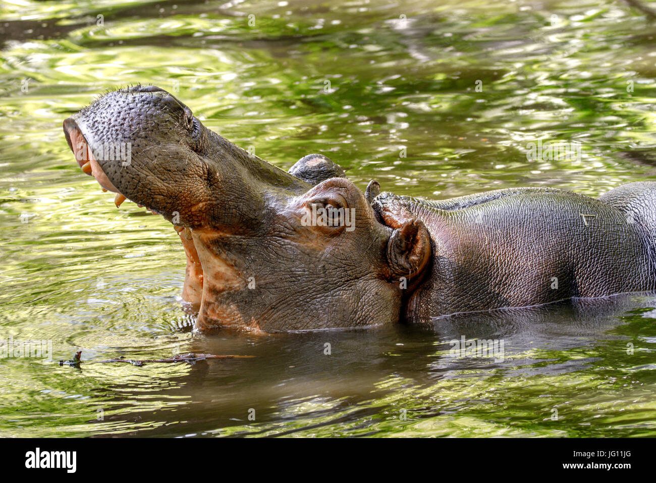 Immagine di un animale di grandi dimensioni ippopotamo in acqua ha aperto la sua bocca Foto Stock