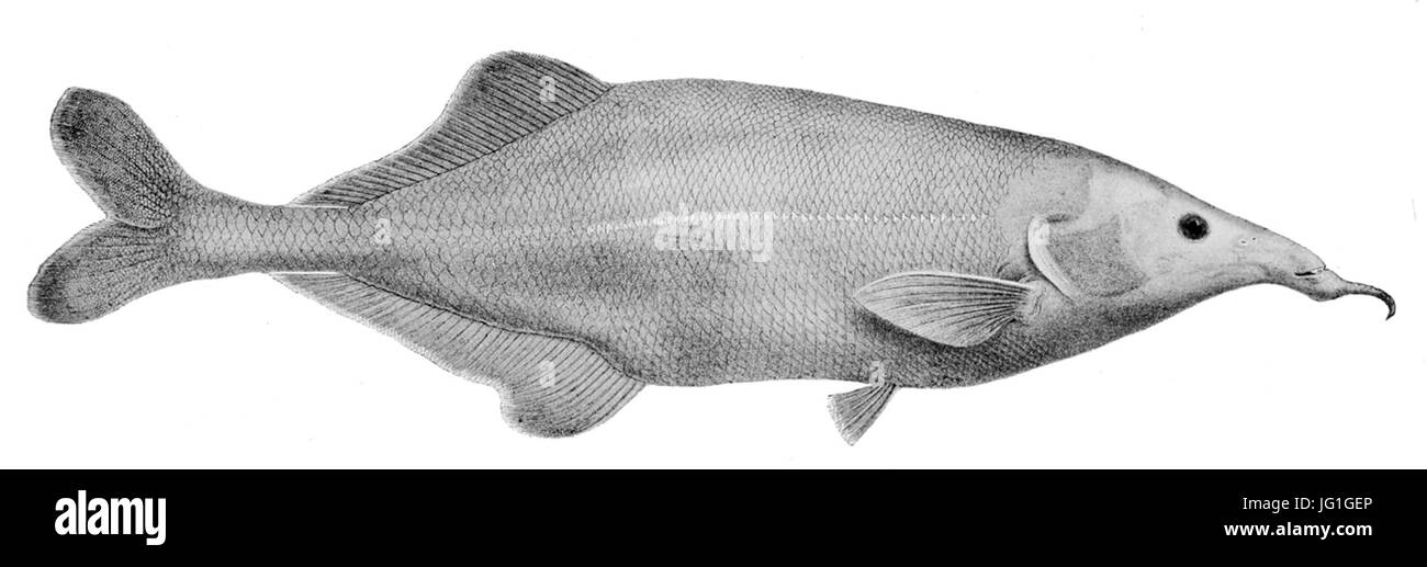 Genyomyrus donnyi Foto Stock