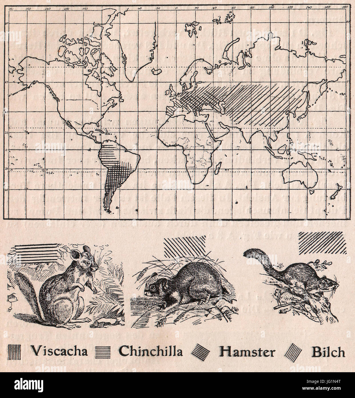 Das Kürschner-Handwerk, II. Auflage 3. Teil, S. 60, Weltkarte der Verbreitung Viscacha, Chinchilla, criceto und Bilch (1910) Foto Stock