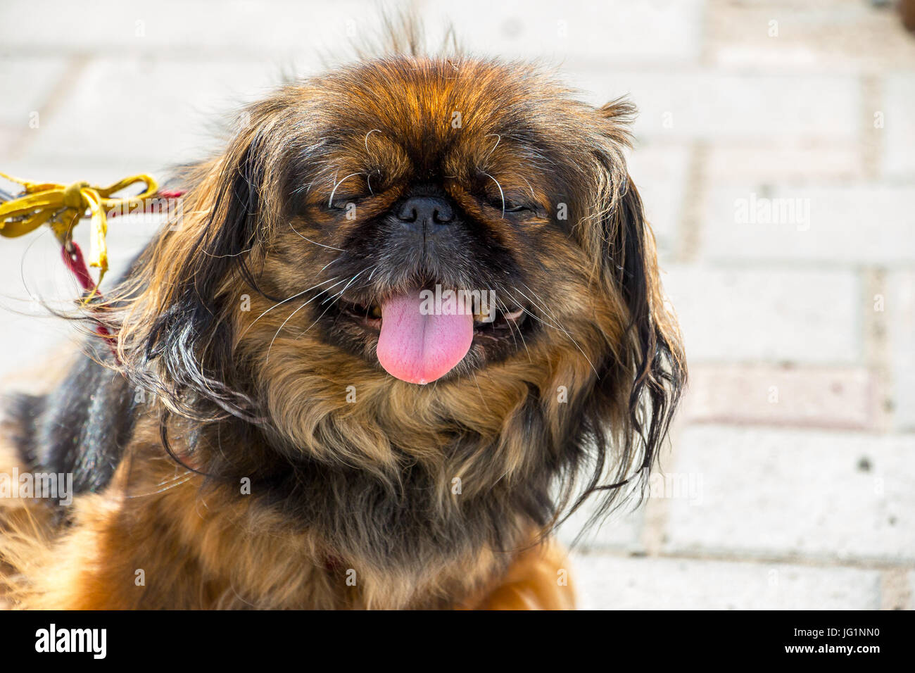 Ritratto Pekingese dog Foto Stock