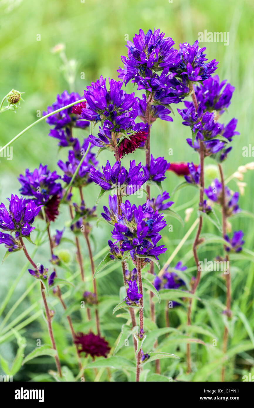 Clustered Campanula - Campanula glomerata Foto Stock