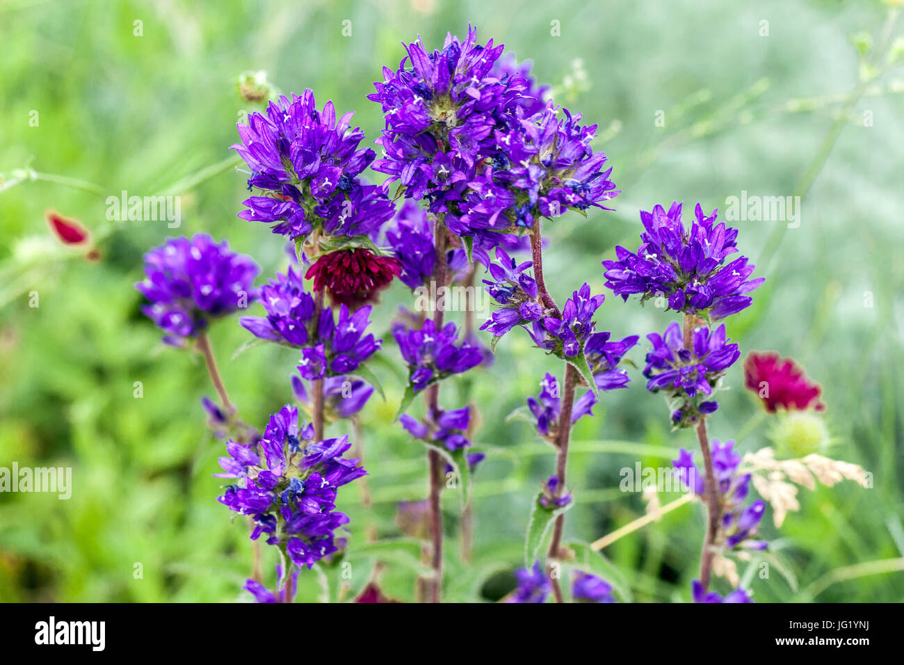 Bellflower Campanula glomerata Blue Flowers Summer Garden June Meadow Bells steli Bellflowers fioriere Perennial Plant Foto Stock