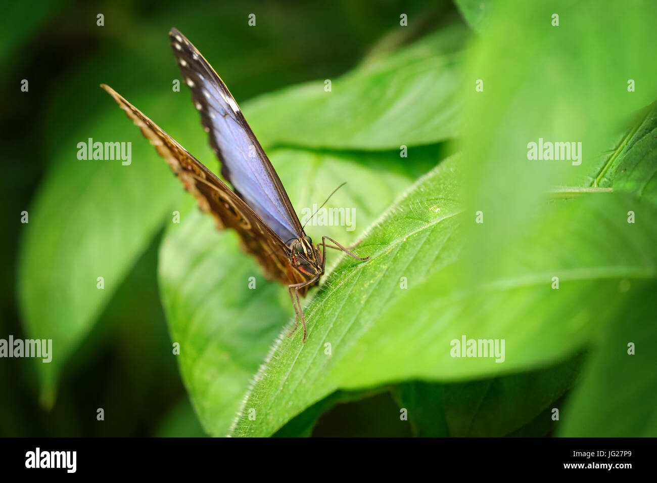 Macro dettaglio di blue butterfly dalla vista frontale. Morpho peleides seduta sulla foglia verde Foto Stock