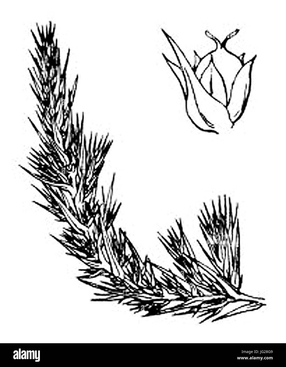 Grand polycnémum Foto Stock