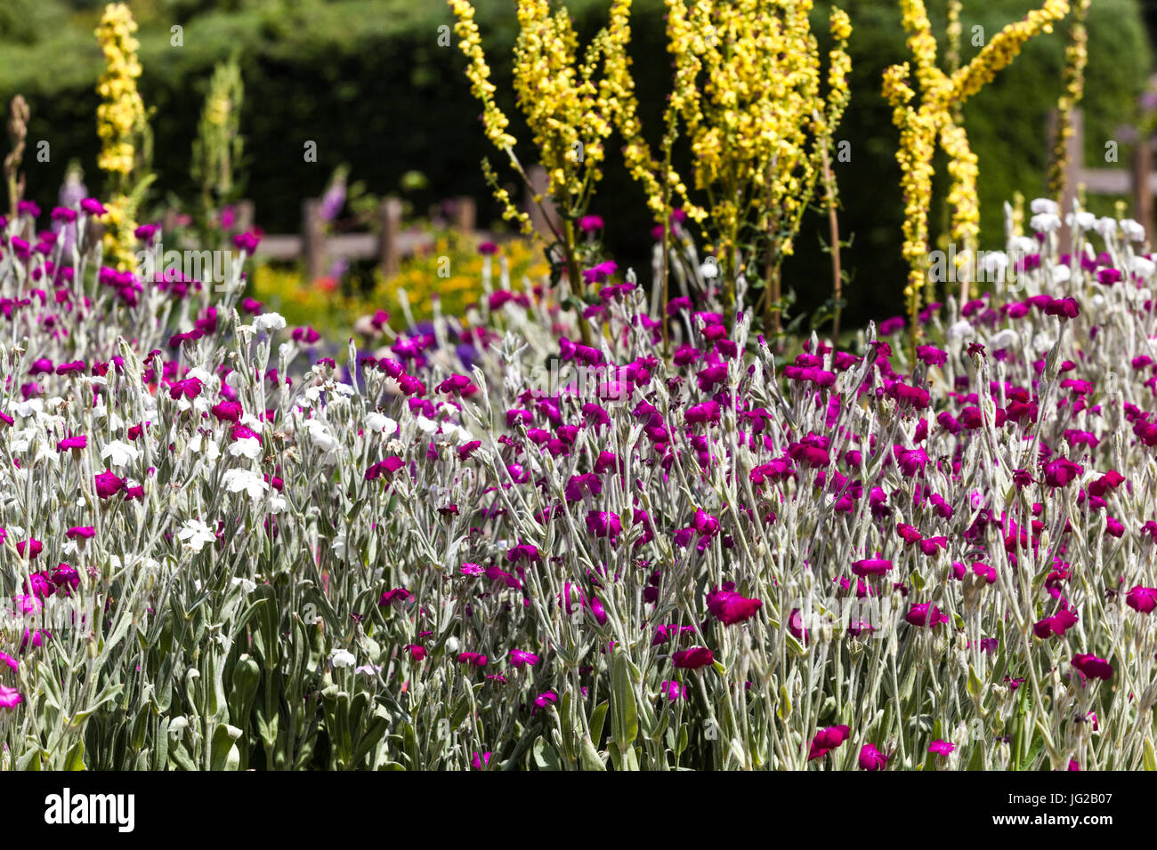 Lychnis coronaria, Verbascum nigrum giugno giardino bordo Rose Campion contrasto fiori Foto Stock