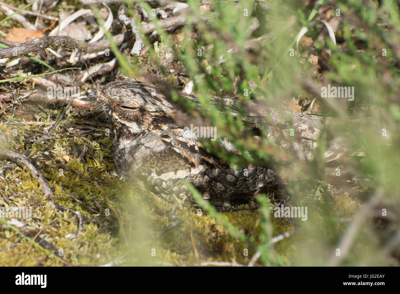 Nightjar (Caprimulgus europaeus) nella brughiera di habitat in Hampshire, Regno Unito Foto Stock