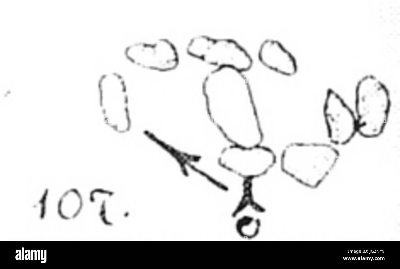 Großsteingrab Leetze 1 Krause Schoetensack Plan Foto Stock