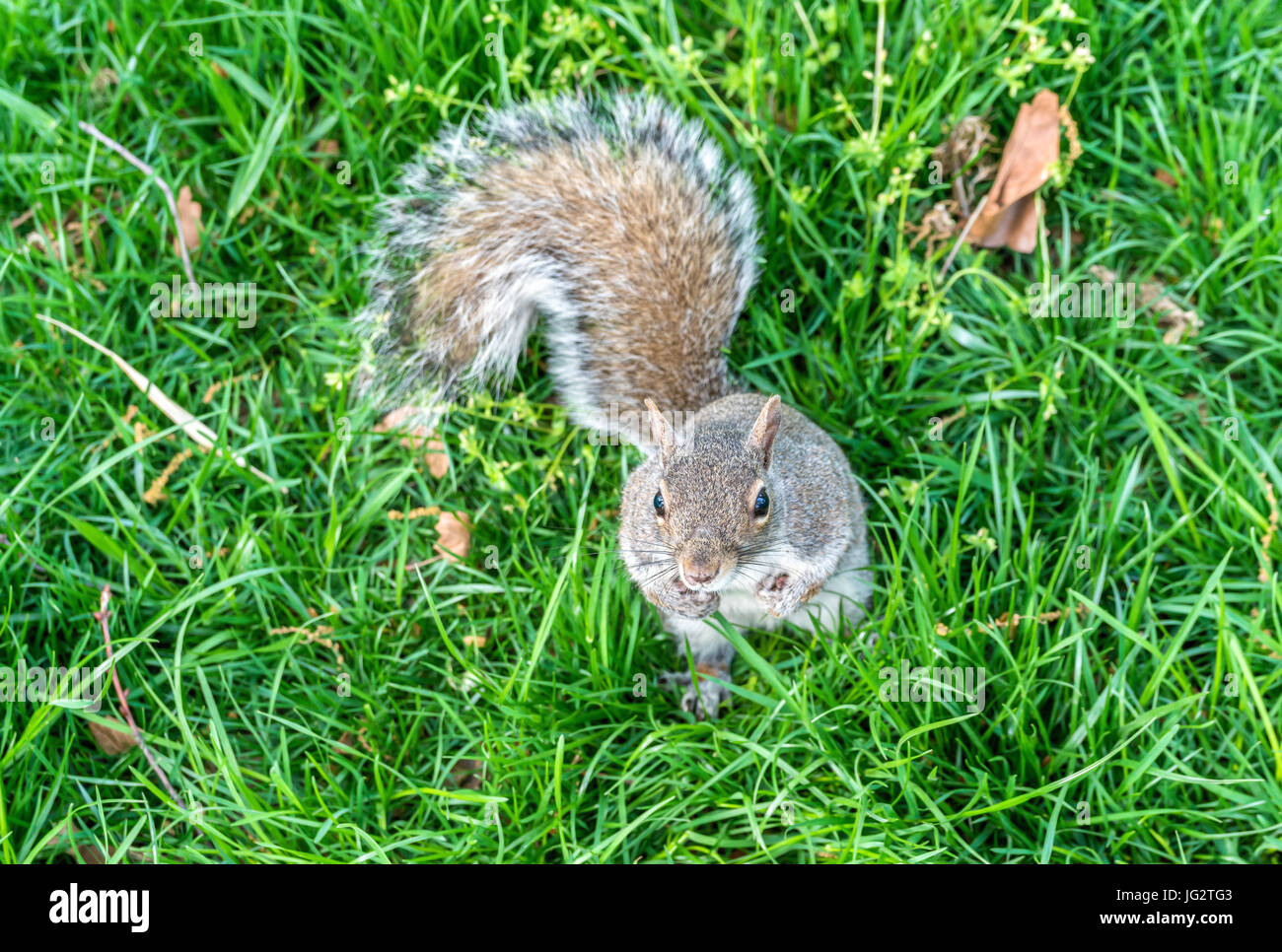 Orientale scoiattolo grigio in New York City, Stati Uniti d'America Foto Stock