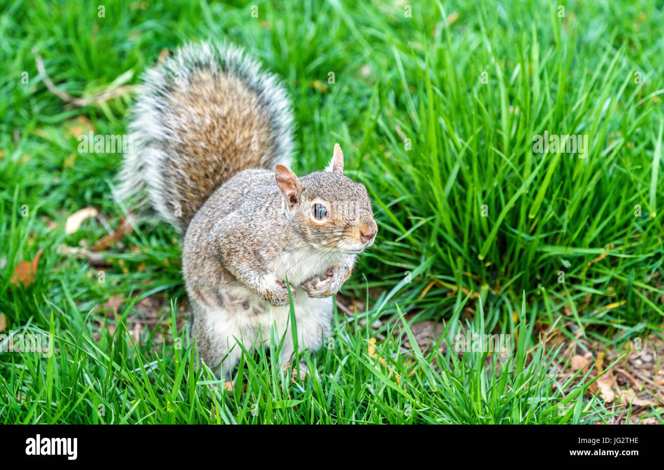 Orientale scoiattolo grigio in New York City, Stati Uniti d'America Foto Stock