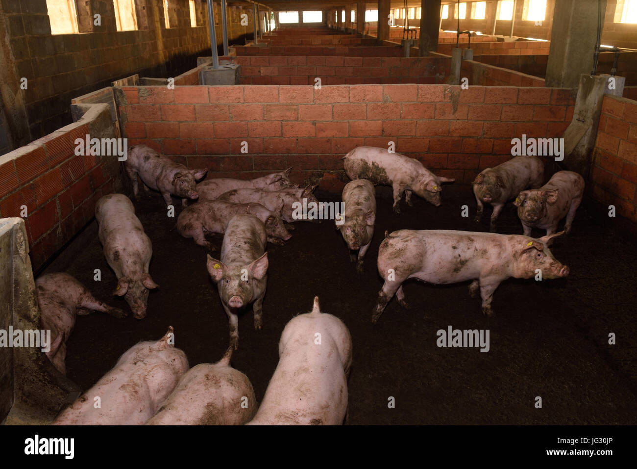 Sporco suini di un'azienda agricola Foto Stock